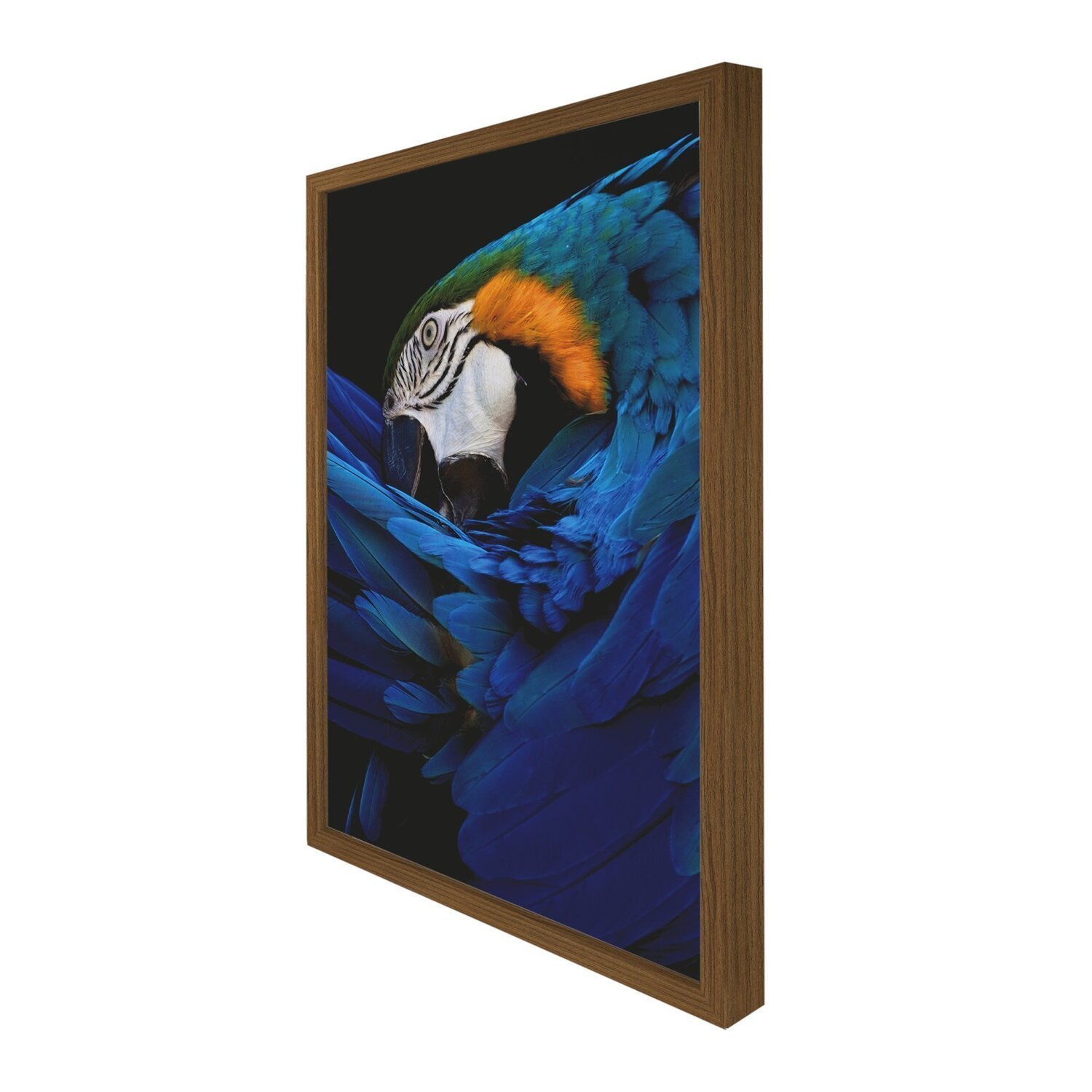 Quadro 60cm X 80cm Papagaio Tropical Artes - 6