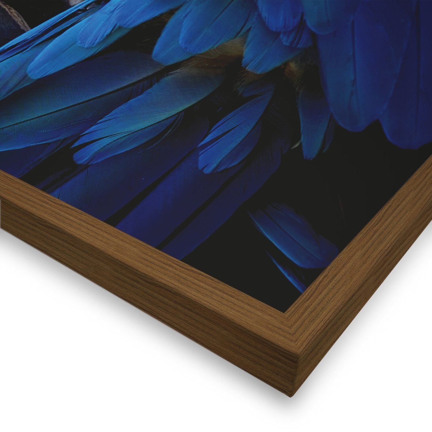 Quadro 60cm X 80cm Papagaio Tropical Artes - 5