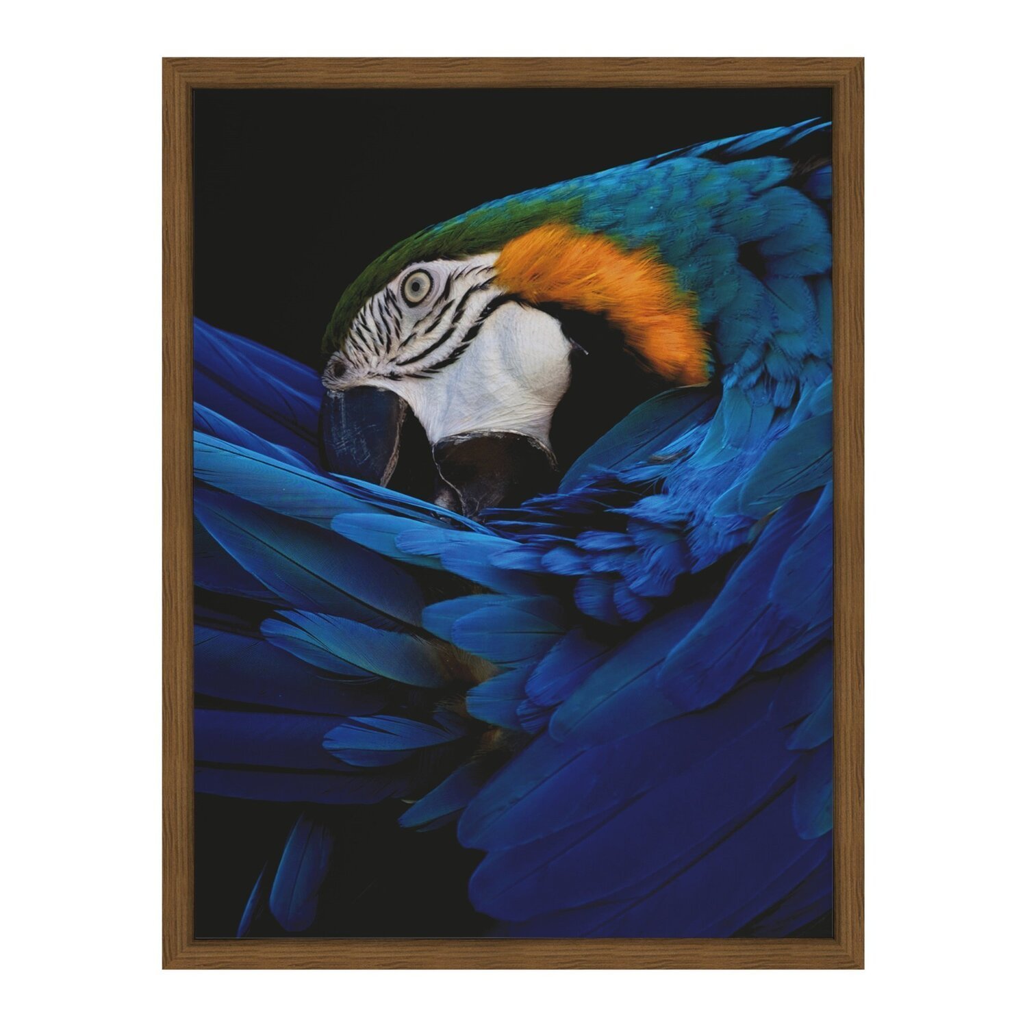 Quadro 60cm X 80cm Papagaio Tropical Artes - 1
