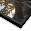 Ver imagem 5 de Quadro 60cm X 80cm Raízes da Árvore Tropical Artes