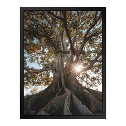Quadro 60cm X 80cm Raízes da Árvore Tropical Artes - 1