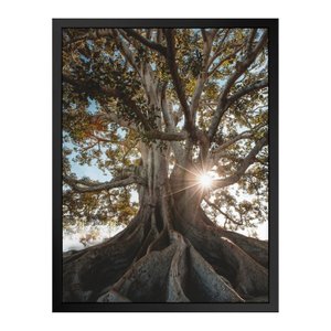 Quadro 60cm X 80cm Raízes da Árvore Tropical Artes