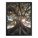 Ver imagem 1 de Quadro 60cm X 80cm Raízes da Árvore Tropical Artes