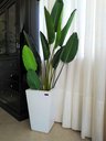 Ver imagem 1 de Cachepô 100% Mdf Revestido em Vidro Branco Extra Clear