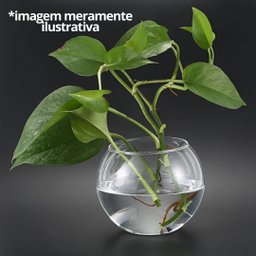 Kit Vaso Vidro Redondo Tipo Aquário 1,5 e 2,2 Litros Decoração e Terrários - Mistral - 3