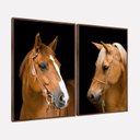 Ver imagem 1 de Quadro Cavalos Marrons Duo Rústico Elegante Tela Canvas