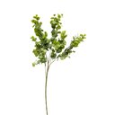 Ver imagem 1 de Galho Folhagem Mini Eucalipto Verde 65cm