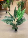 Ver imagem 4 de Planta Artificial Taro Orelha Elefante Decoração Sala 1.20m