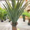 Ver imagem 4 de Planta Artificial Dracena Realista Toque Real Arvore 140cm