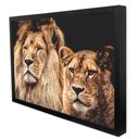 Ver imagem 3 de Quadro Decorativo Casal de Leões em Moldura Caixa Tacolado Moldura Trad 1cm Branca com Vidro 20 X 30