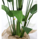 Ver imagem 3 de Planta Estrelícia 180cm para Decoração Folhagem Real e Grande