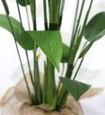 Ver imagem 3 de Planta Estrelícia 180cm para Decoração Folhagem Real e Grande