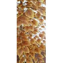 Ver imagem 3 de Planta Artificial Árvore Ficus Outono 1,60metros de Altura