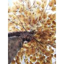 Ver imagem 2 de Planta Artificial Árvore Ficus Outono 1,60metros de Altura