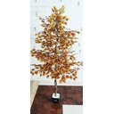 Ver imagem 1 de Planta Artificial Árvore Ficus Outono 1,60metros de Altura