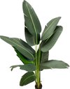 Ver imagem 6 de Bananeira Viajante Artificial Grande Planta 150cm