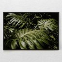 Ver imagem 3 de Quadro Decorativo Planta Costela de Adão Horizontal Com Moldura Sem Vidro 60X90