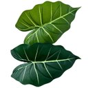 Ver imagem 2 de Kit 5 Filodendros Artificiais Premium 55cm Folhas Verdes para Aparador e Estante