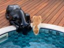 Ver imagem 4 de Escultura Decorativa Estátua Pantera Bebendo Água Piscina 102cm:preto Brilho