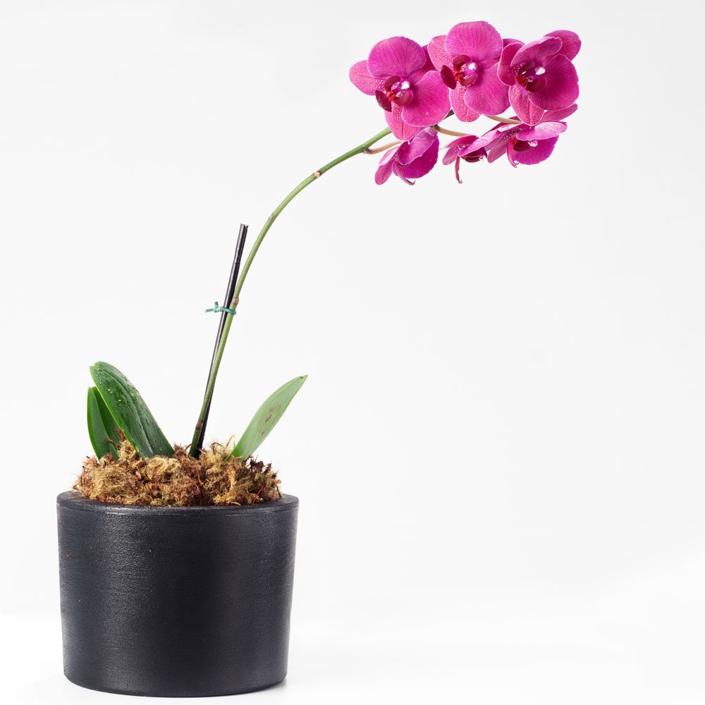 Vaso Decorativo Gramado 12,7 X 16,6cm - 2