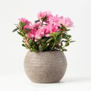 Ver imagem 2 de Vaso Búzios 13x14cm