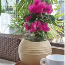 Ver imagem 4 de Vaso Búzios 13x14cm