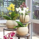 Ver imagem 3 de Vaso Búzios 13x14cm