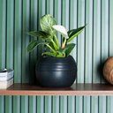 Ver imagem 3 de Vaso Búzios 13x14cm