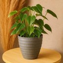 Ver imagem 5 de Kit 2 Vasos Cachepot para Flores Plantas 15x7cm Plástico Lyor Névoa Cinza Decoração