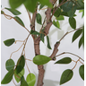 Arvore Folhas Planta Artificial Ficus Benjamina Realista - 4