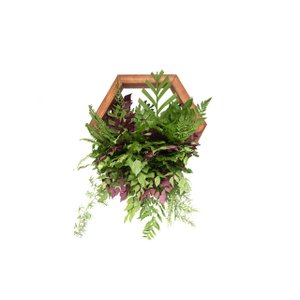 Nicho Colmeia Tropical