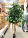 Ver imagem 3 de Árvore Artificial Realista para Sala Planta Toque Real 1.90m, Plantas Artificiais.