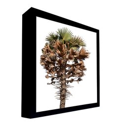 Quadro Decorativo 50x70 cm Árvore 017 com Moldura Laqueada Preto - Gran Belo - 1