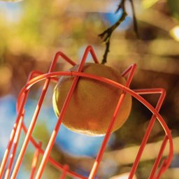 Colhedor de Frutas Tramontina Pequeno em Aço sem Cabo 26,5mm de Diâmetro 77819121 - 4