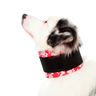 COLAR CERVICAL PARA CÃES Pet Med - 1