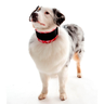 COLAR CERVICAL PARA CÃES Pet Med - 2