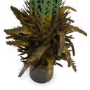 Ver imagem 3 de Samambaia Folhagem Artificial Cheia com Pote X60 Verde 80 Cm F04 - D'Rossi
