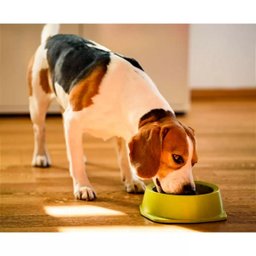 Ração Special Dog Vegetais Pró para Cães Adultos 15kg - 4