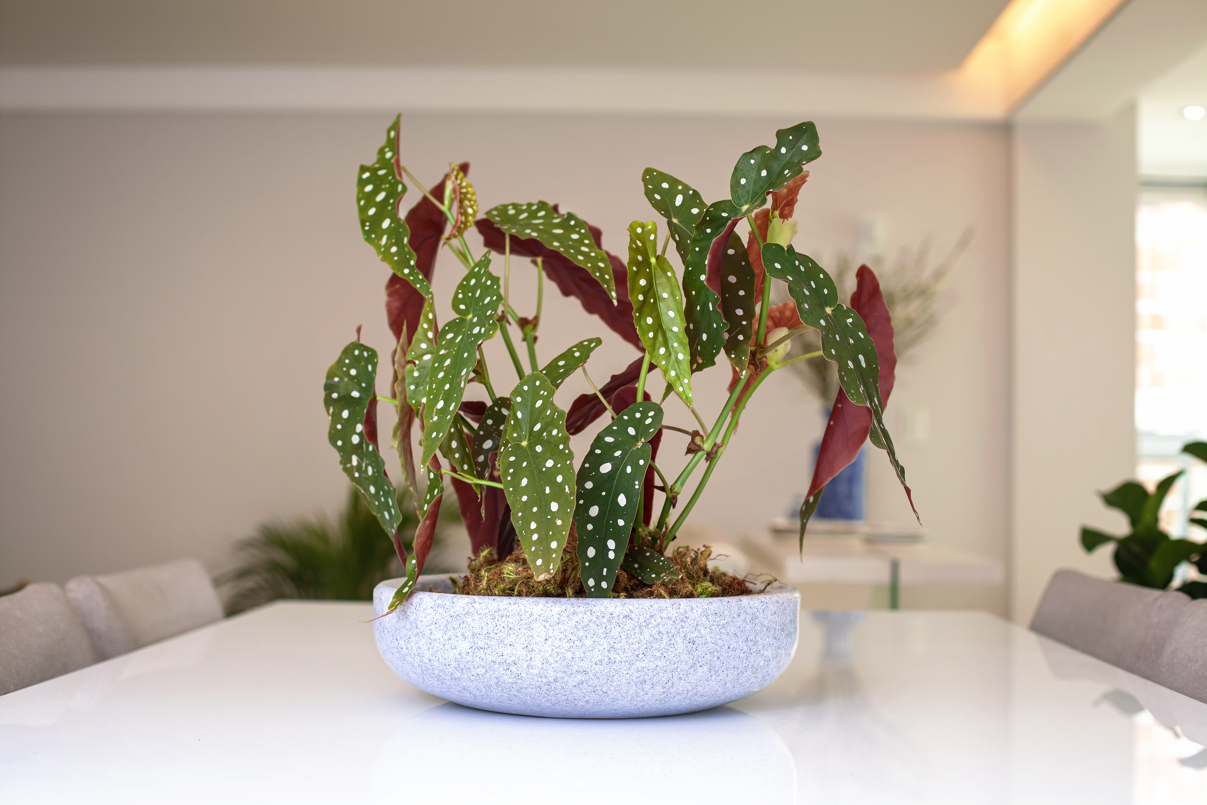 Bacia Safira 10x35cm - 2