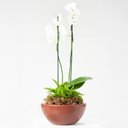 Ver imagem 3 de Bacia Siena 12x26cm