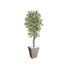 Planta Artificial Ficus Verde Creme 2,10m kit + Vaso Trapezio D. Grafiato Bege 40cm - 1
