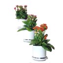 Ver imagem 2 de Jardim Vertical: Suporte de Parede Branco para 3 Vasos | Decoração Sofisticada e Prática! Direito