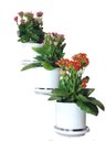 Ver imagem 2 de Jardim Vertical: Suporte de Parede Branco para 3 Vasos | Decoração Sofisticada e Prática! Direito