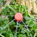 Ver imagem 2 de Bico Gotejador Regulável Chuveirop/irrigação 50 Pcs Irritec