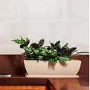 Ver imagem 2 de Vaso Jardineira 60x60x23cm