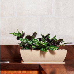 Vaso Jardineira 60x60x23cm - 2