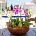 Ver imagem 2 de Bacia Safira 17x50cm