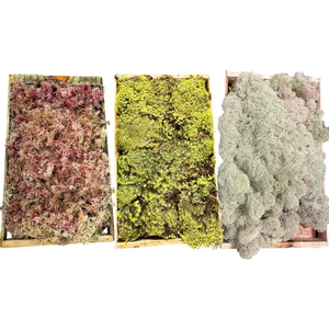 Kit com 3 Musgos Fofão Vivo Verde Rosa Branco para Decoração