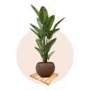 Ver imagem 4 de 4 Un. Deck de Madeira para Piso Tablado Madeirado 30x30