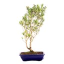 Ver imagem 1 de Pré Bonsai Cereja Anã 07 Anos